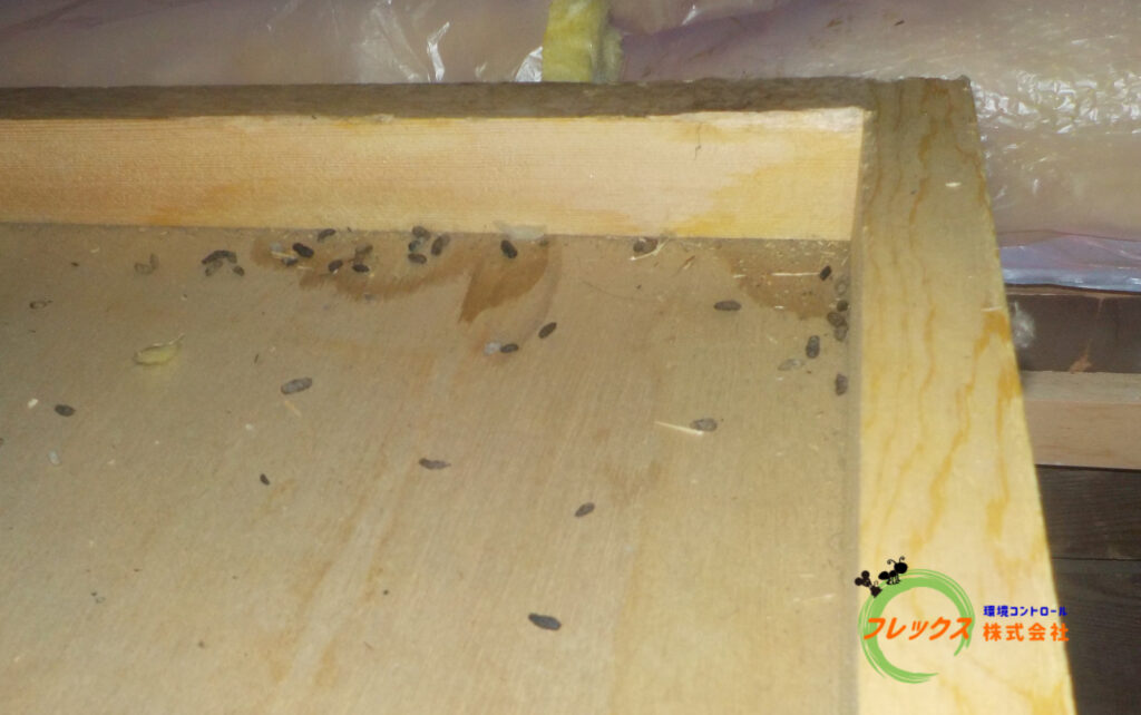 ネズミの糞からのヒトへの感染はどの程度の頻度で起こりますか?